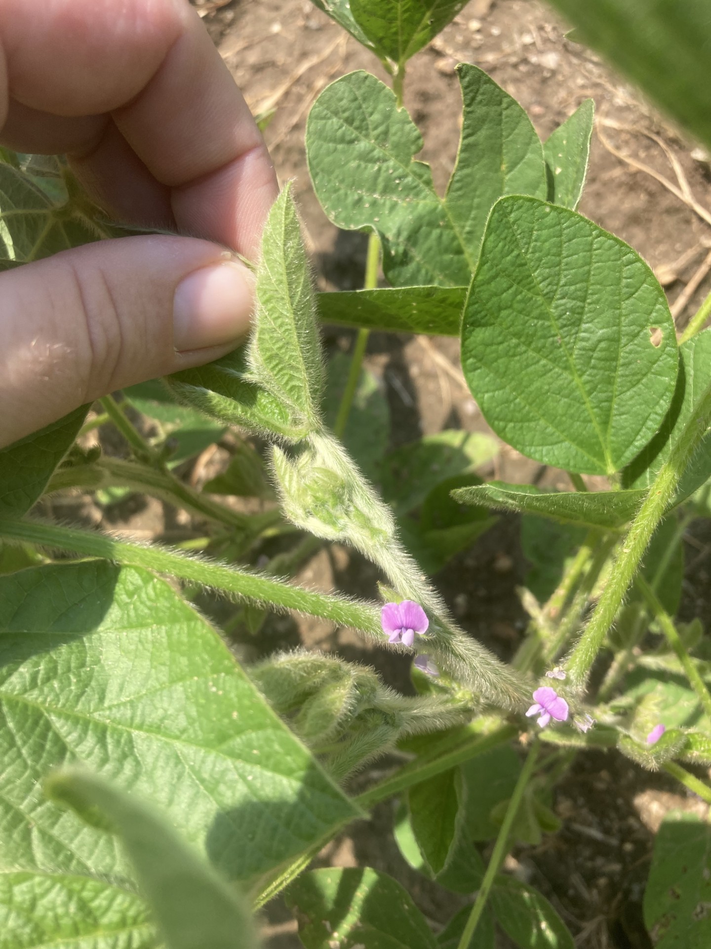 Soybean flowers R3.jpg